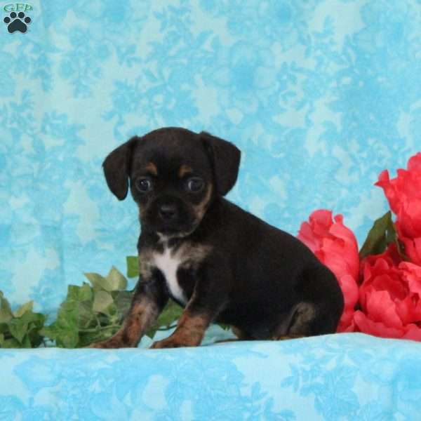 Tootsie, Boston Terrier Mix Puppy